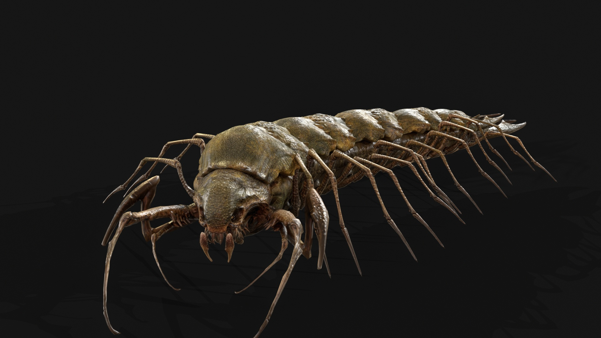 Cave Centipede 3D Model