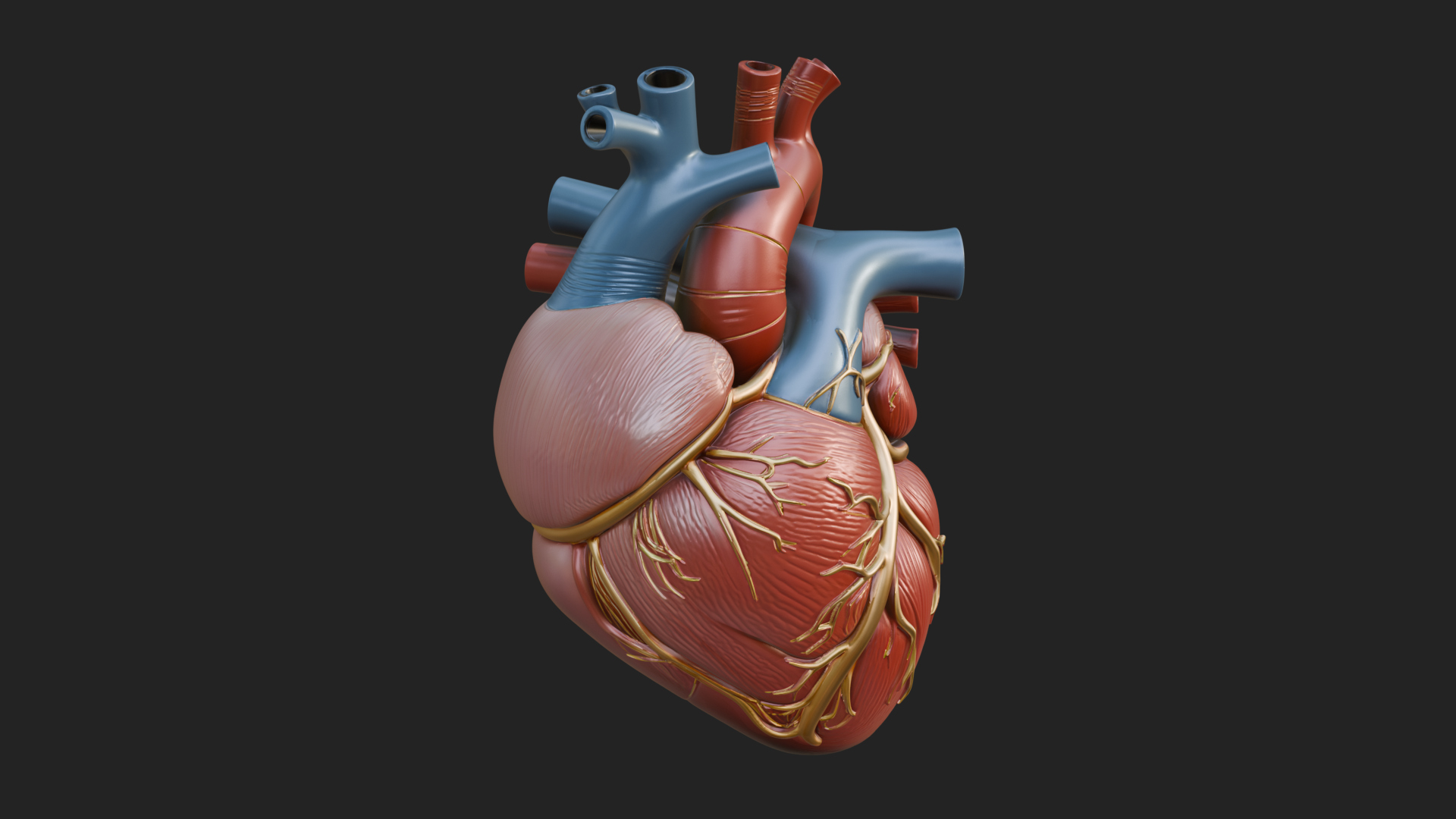 Anatomical Human Heart Model Design 10 3D Print Model 3D Model