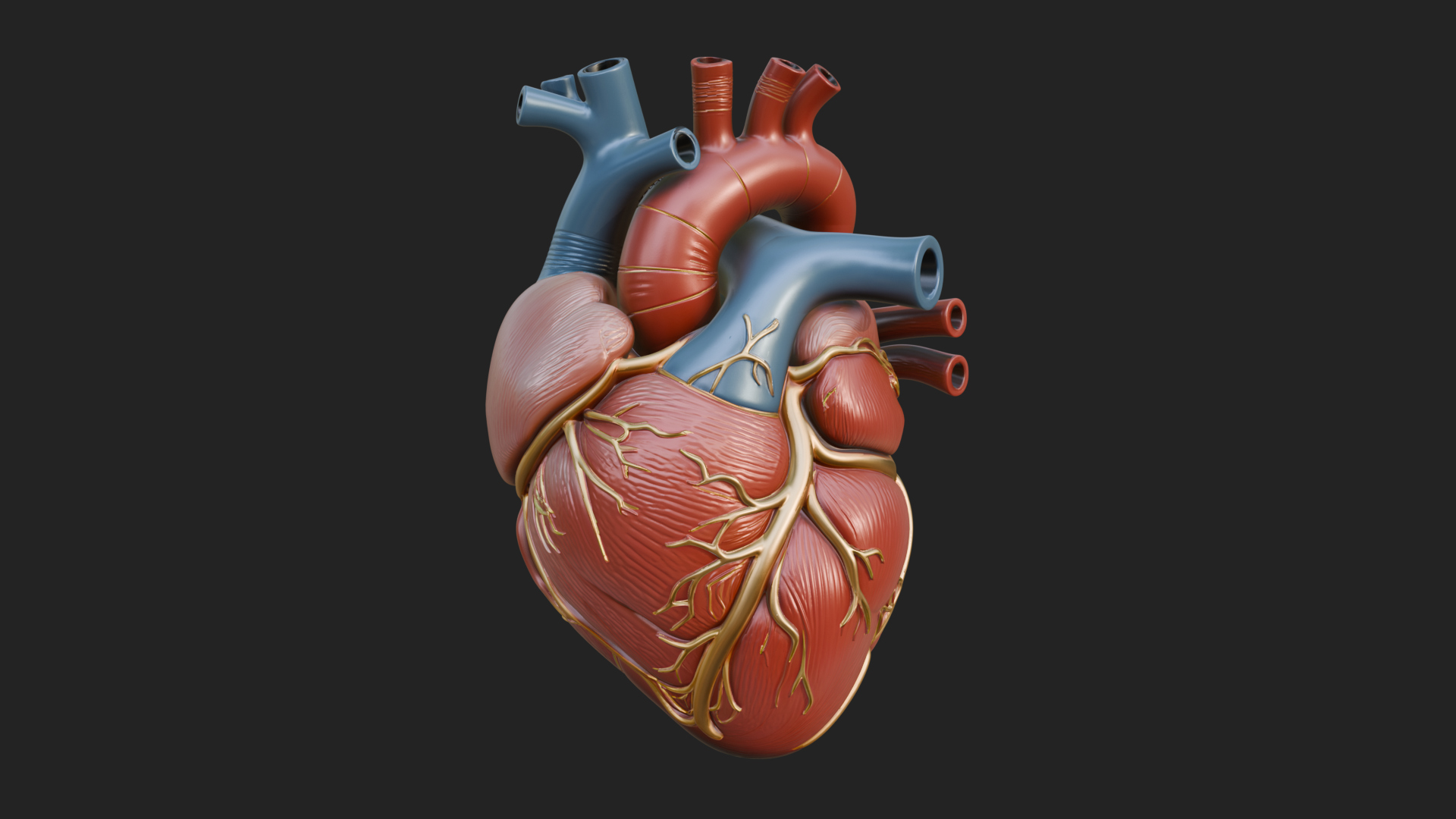 Anatomical Human Heart Model Design 10 3D Print Model 3D Model