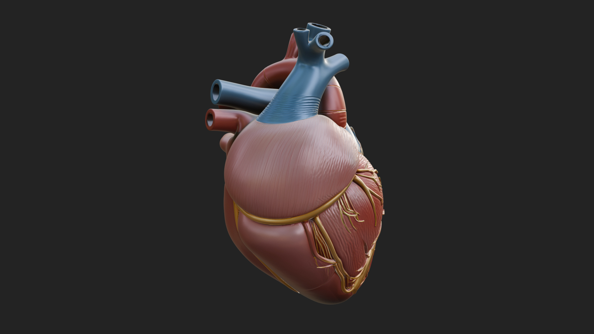 Anatomical Human Heart Model Design 10 3D Print Model 3D Model
