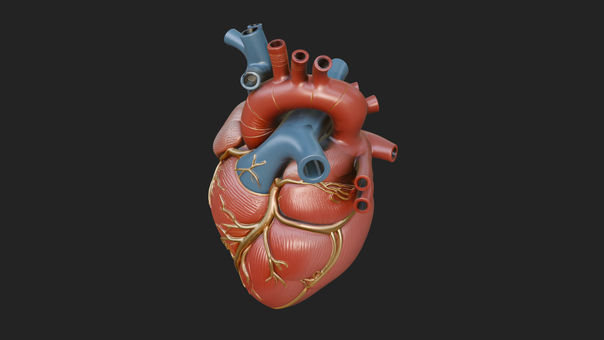 Anatomical Human Heart Model Design 10 3D Print Model 3D Model