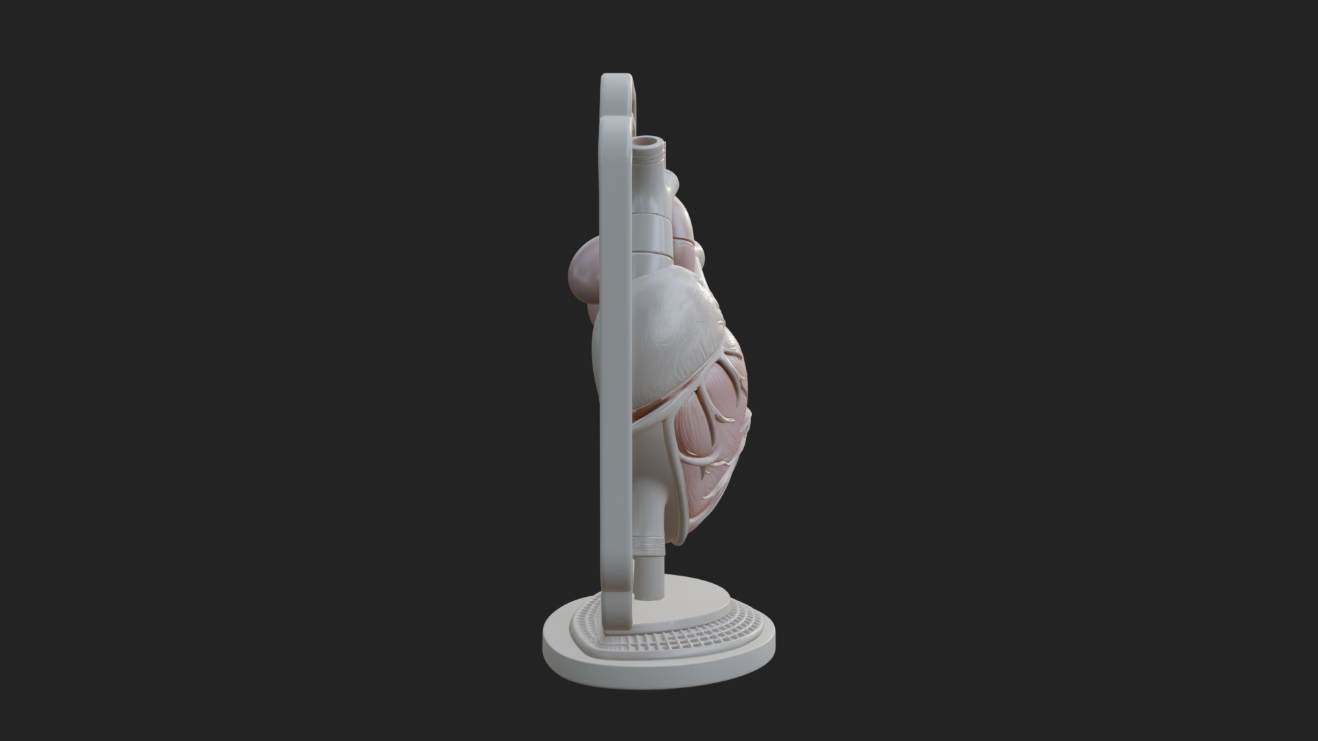 Anatomical Human Heart Model Design 14 3D Print Model 3D Model