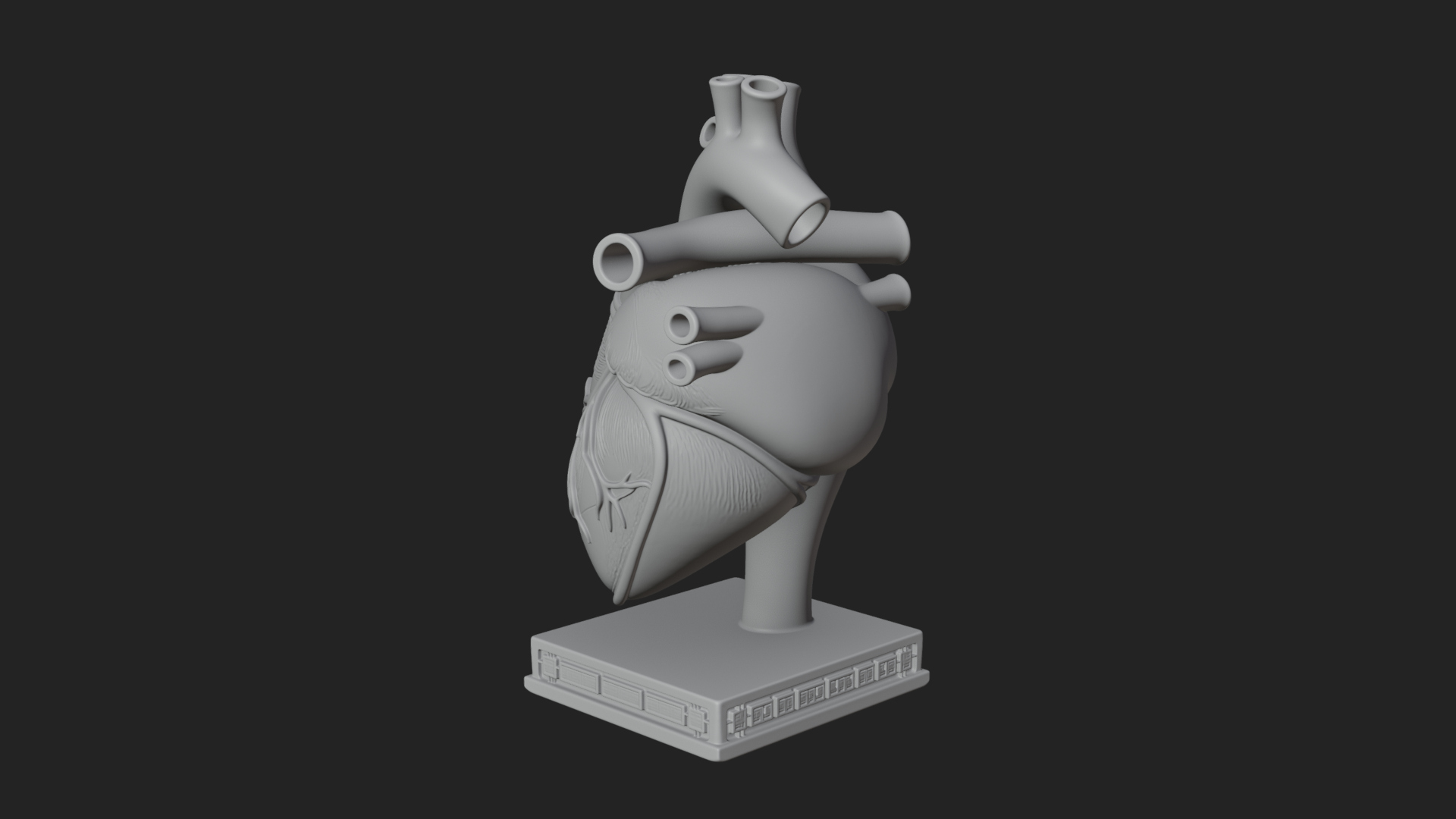 Anatomical Human Heart Model Design 23 3D Print Model 3D Model