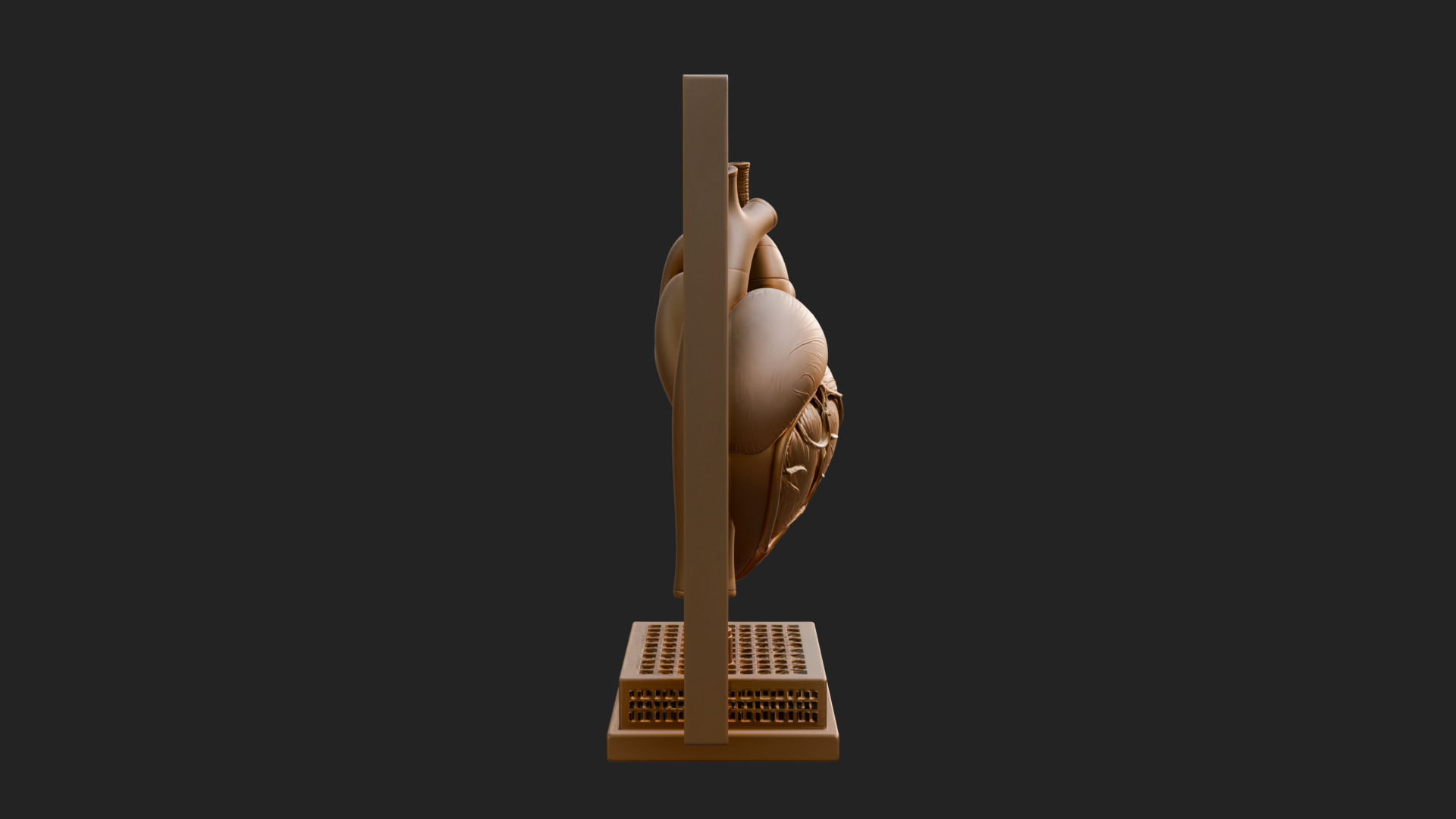 Anatomical Human Heart Model Design 31 3D Print Model 3D Model