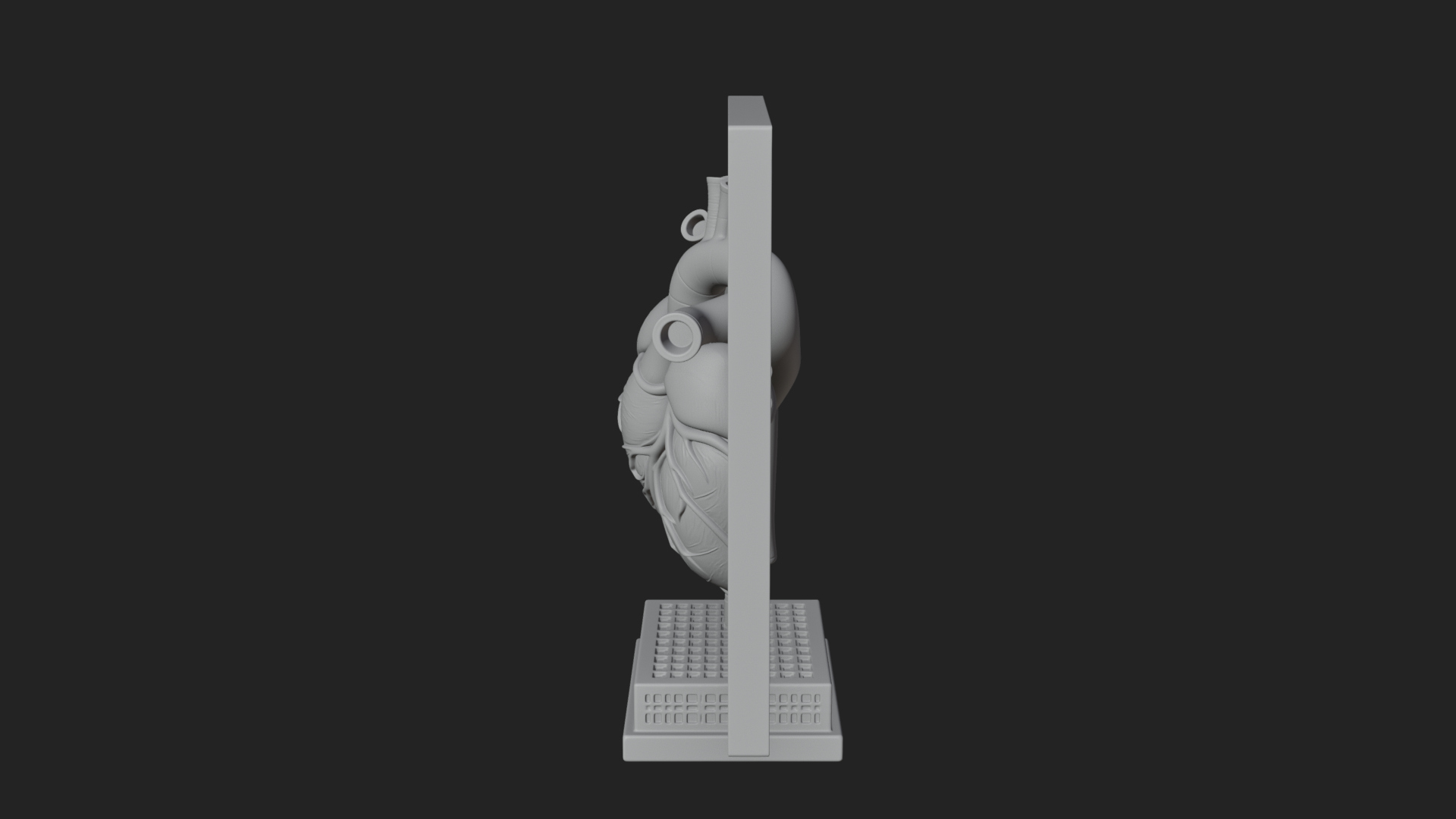 Anatomical Human Heart Model Design 31 3D Print Model 3D Model