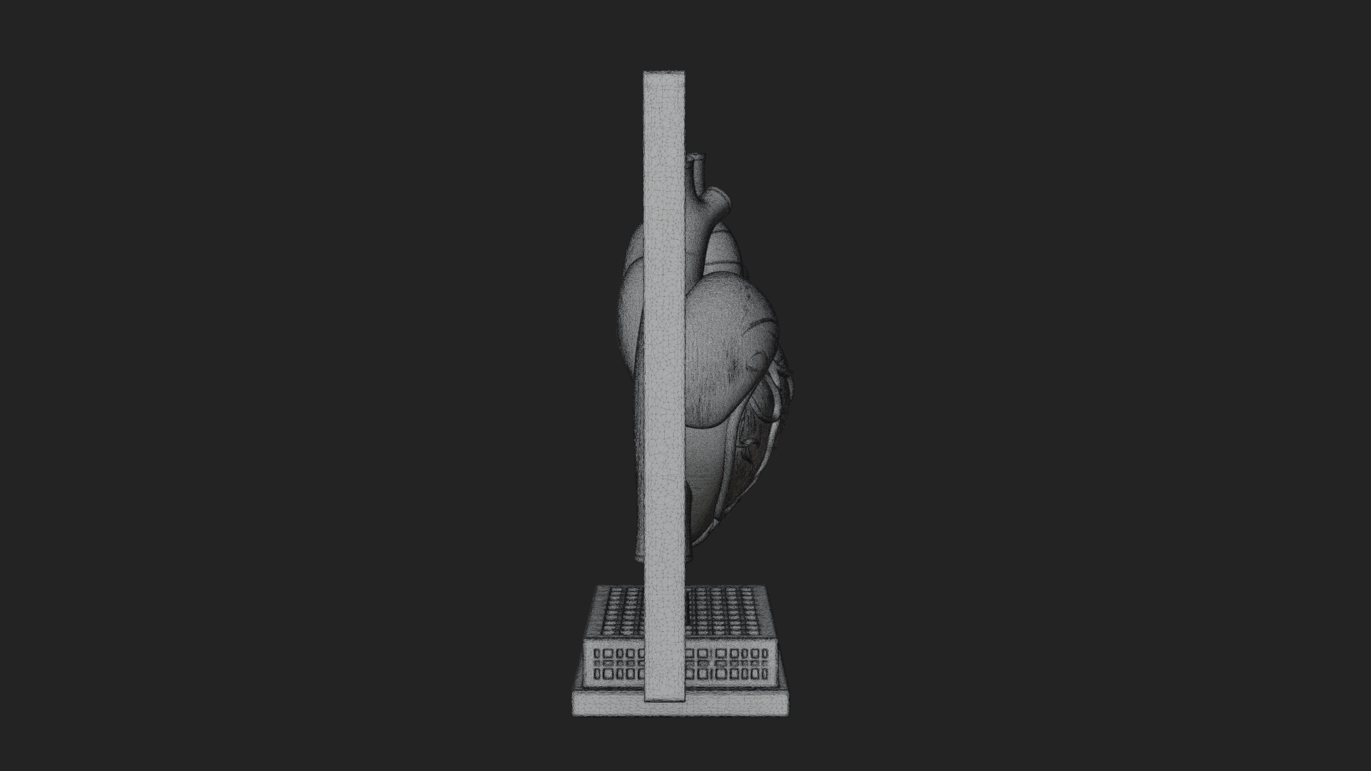 Anatomical Human Heart Model Design 31 3D Print Model 3D Model