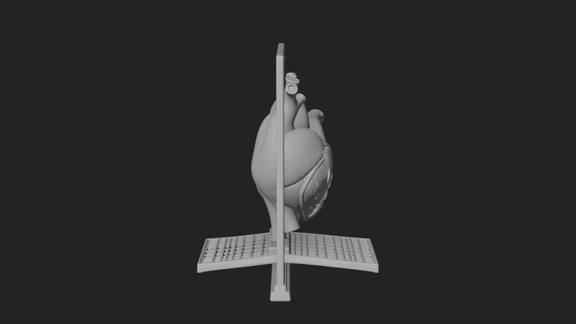 Anatomical Human Heart Model Design 39 3D Print Model 3D Model