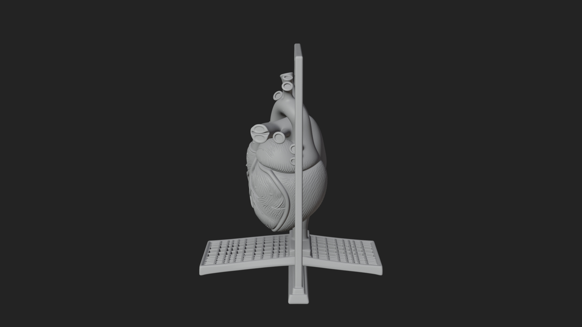 Anatomical Human Heart Model Design 39 3D Print Model 3D Model