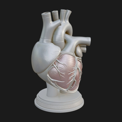 Anatomical Human Heart Model Design 43 3D Print Model