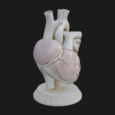 Anatomical Human Heart Model Design 45 3D Print Model