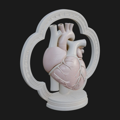 Anatomical Human Heart Model Design 46 3D Print Model
