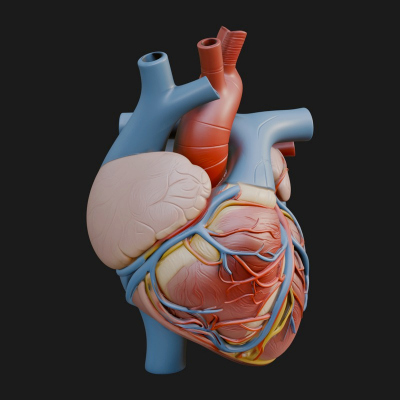 Anatomical Human Heart Model Design 7 3D Print Model