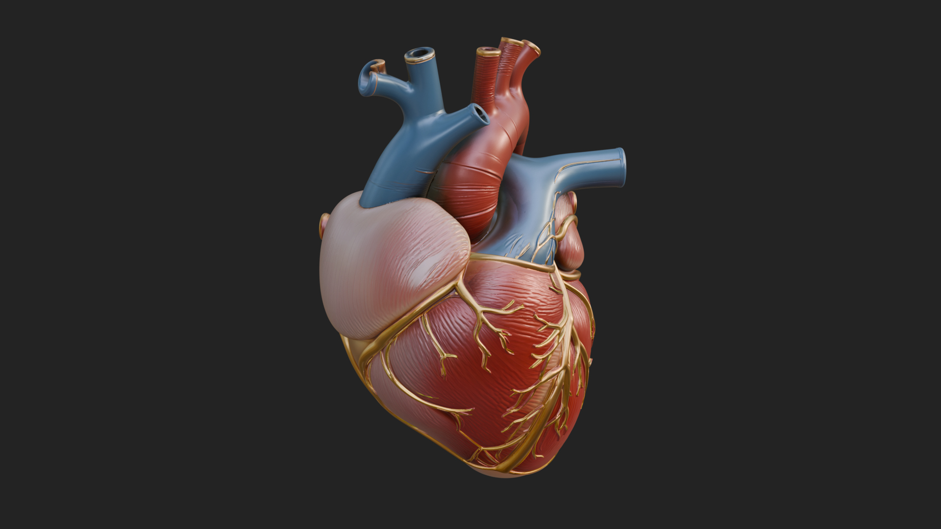 Anatomical Human Heart Model Design 8 3D Print Model 3D Model