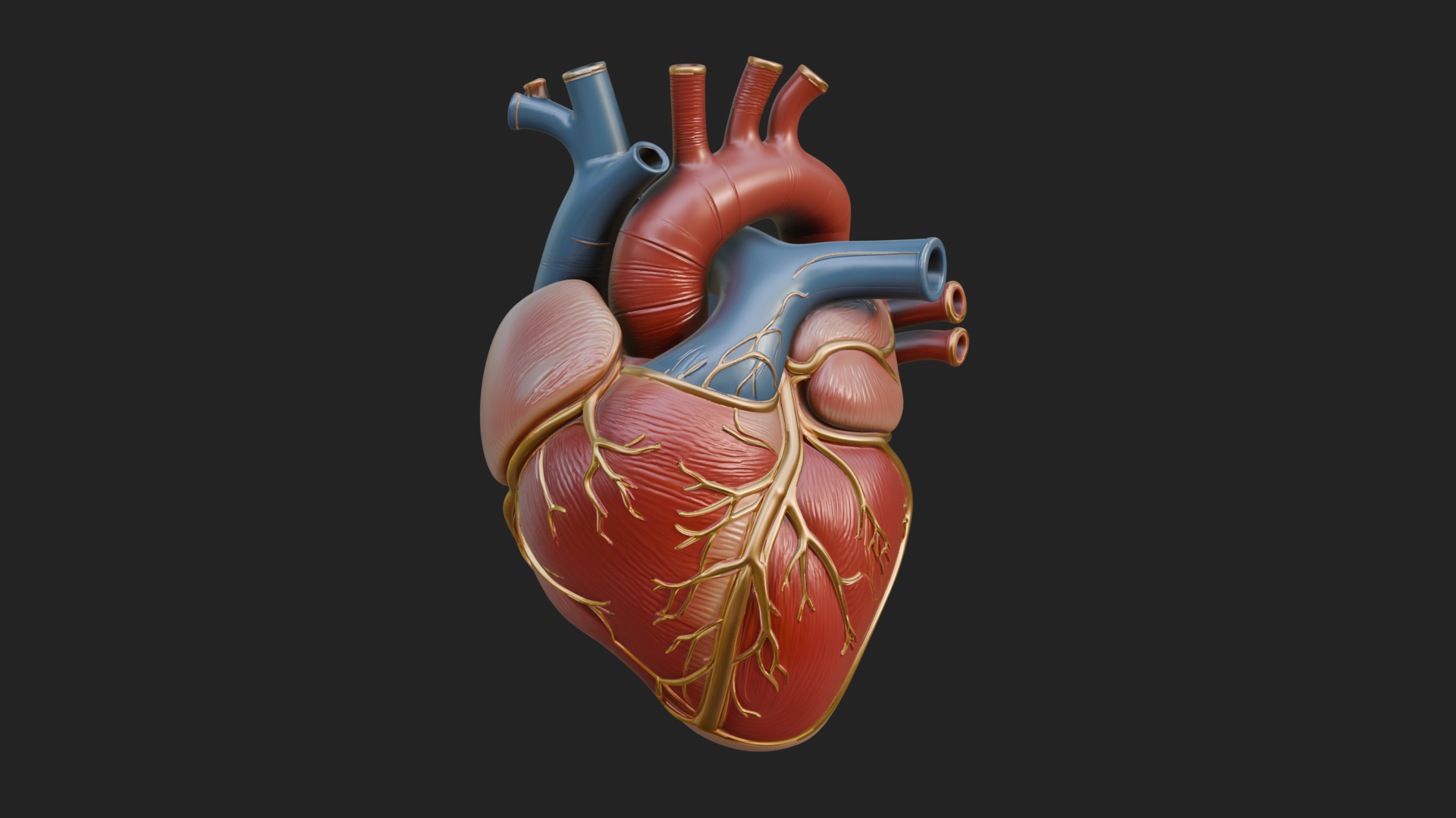 Anatomical Human Heart Model Design 8 3D Print Model 3D Model