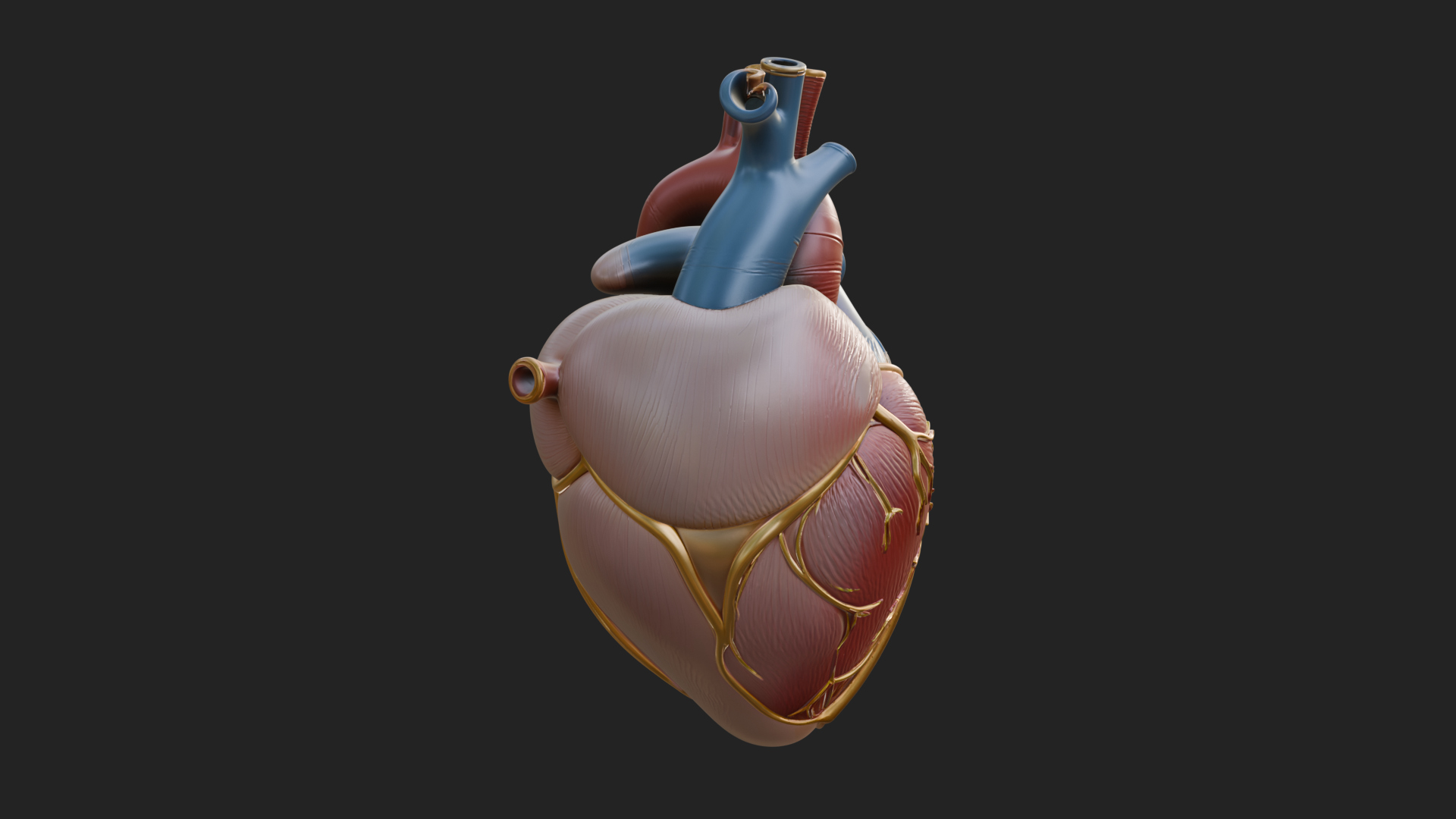 Anatomical Human Heart Model Design 8 3D Print Model 3D Model