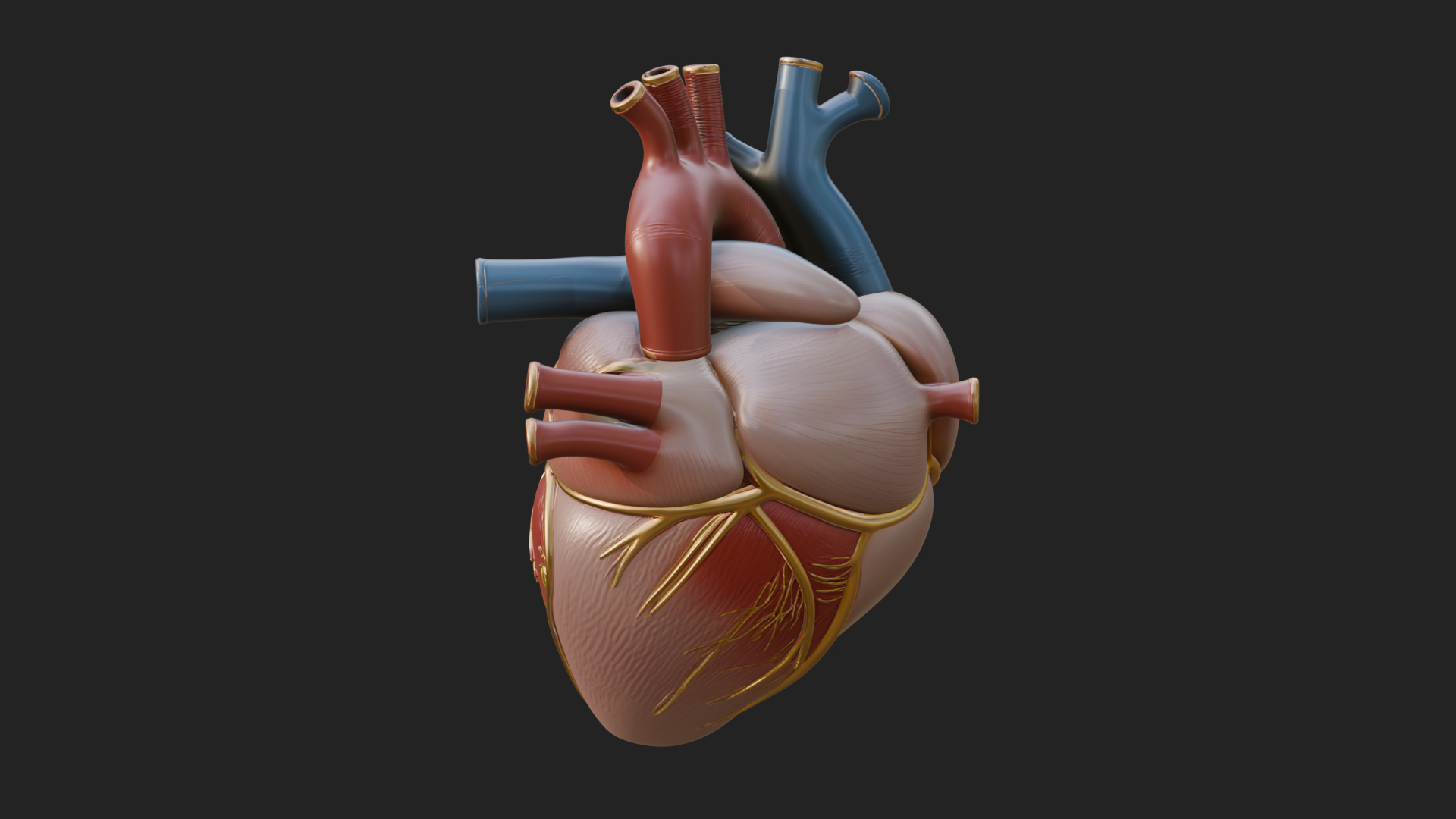 Anatomical Human Heart Model Design 8 3D Print Model 3D Model