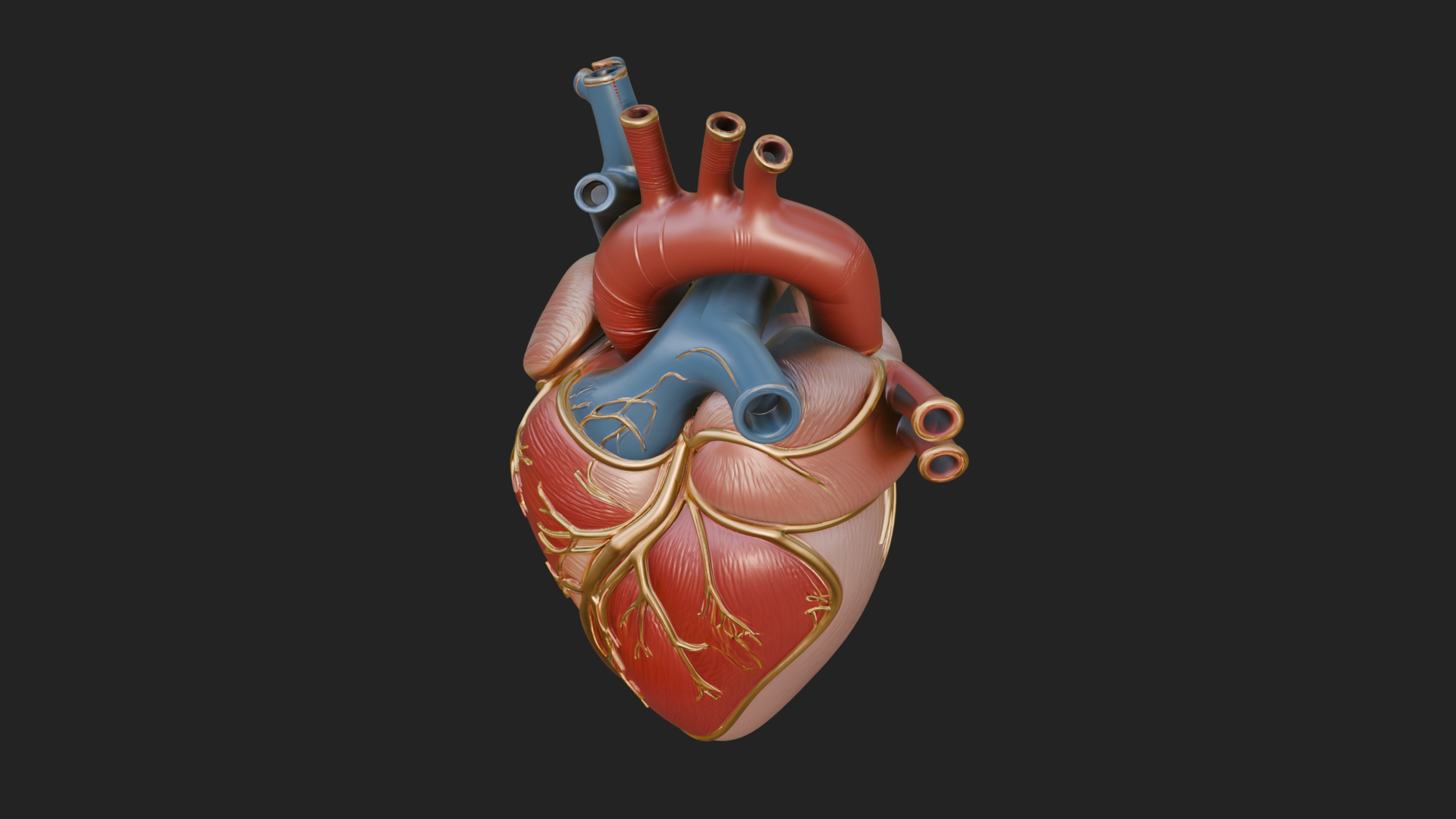 Anatomical Human Heart Model Design 8 3D Print Model 3D Model