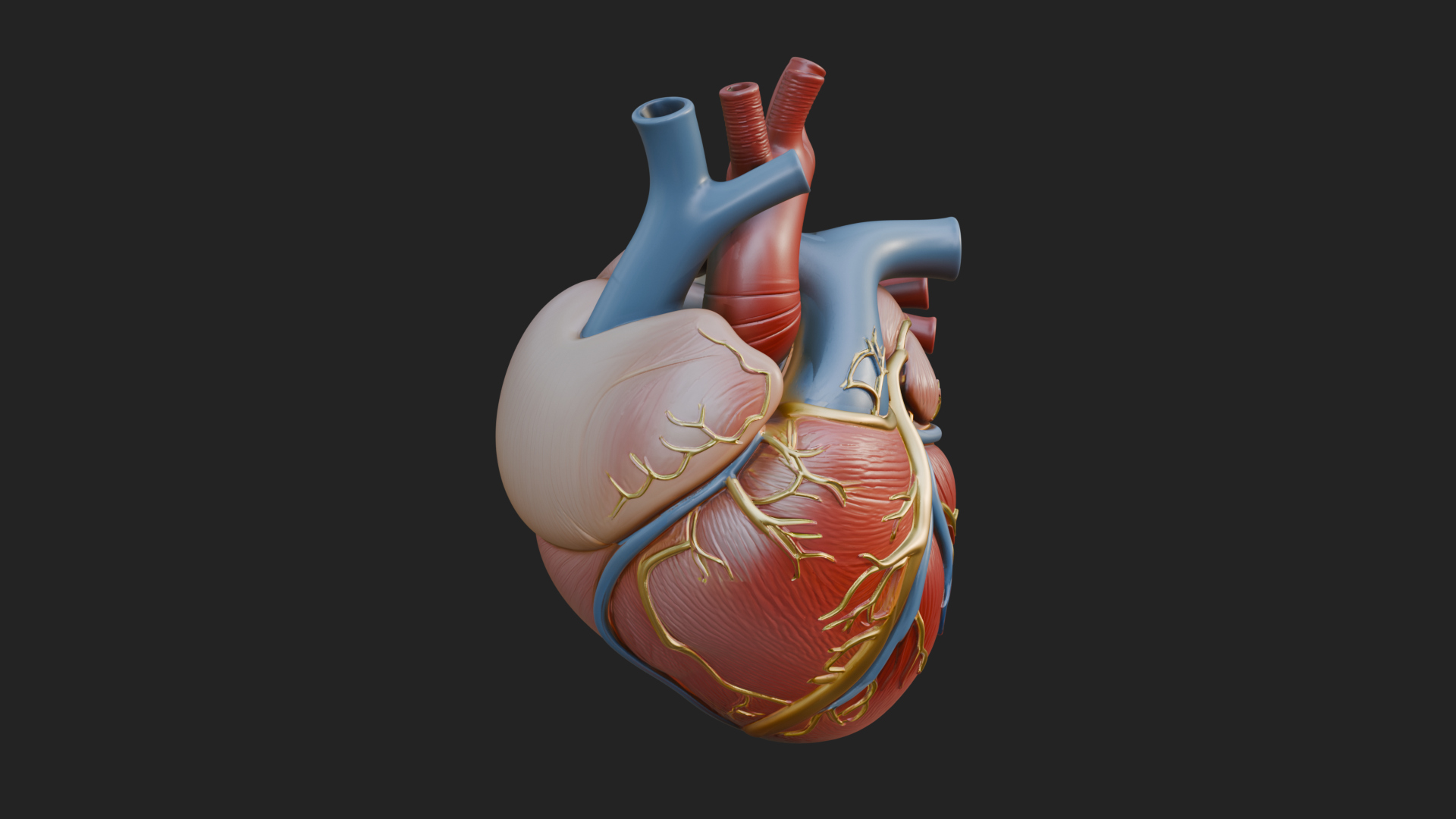 Anatomical Human Heart Model Design 9 3D Print Model 3D Model