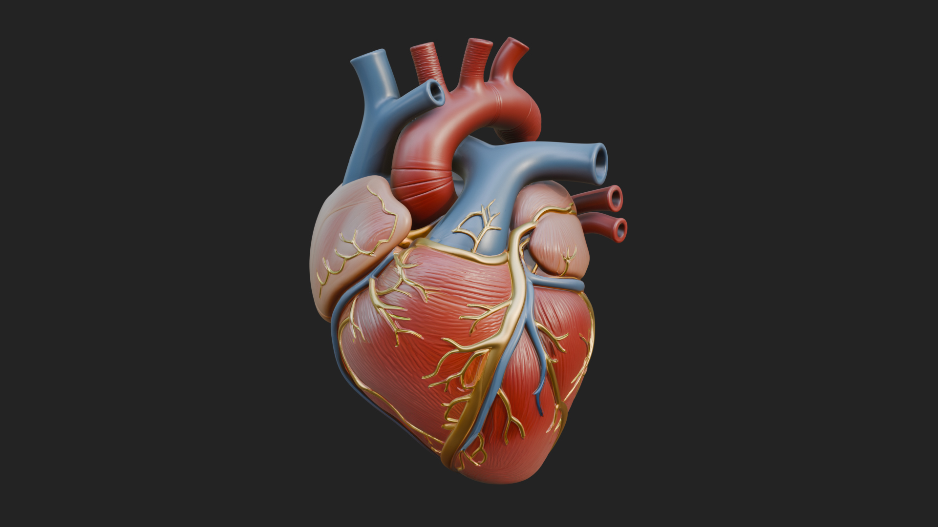 Anatomical Human Heart Model Design 9 3D Print Model 3D Model