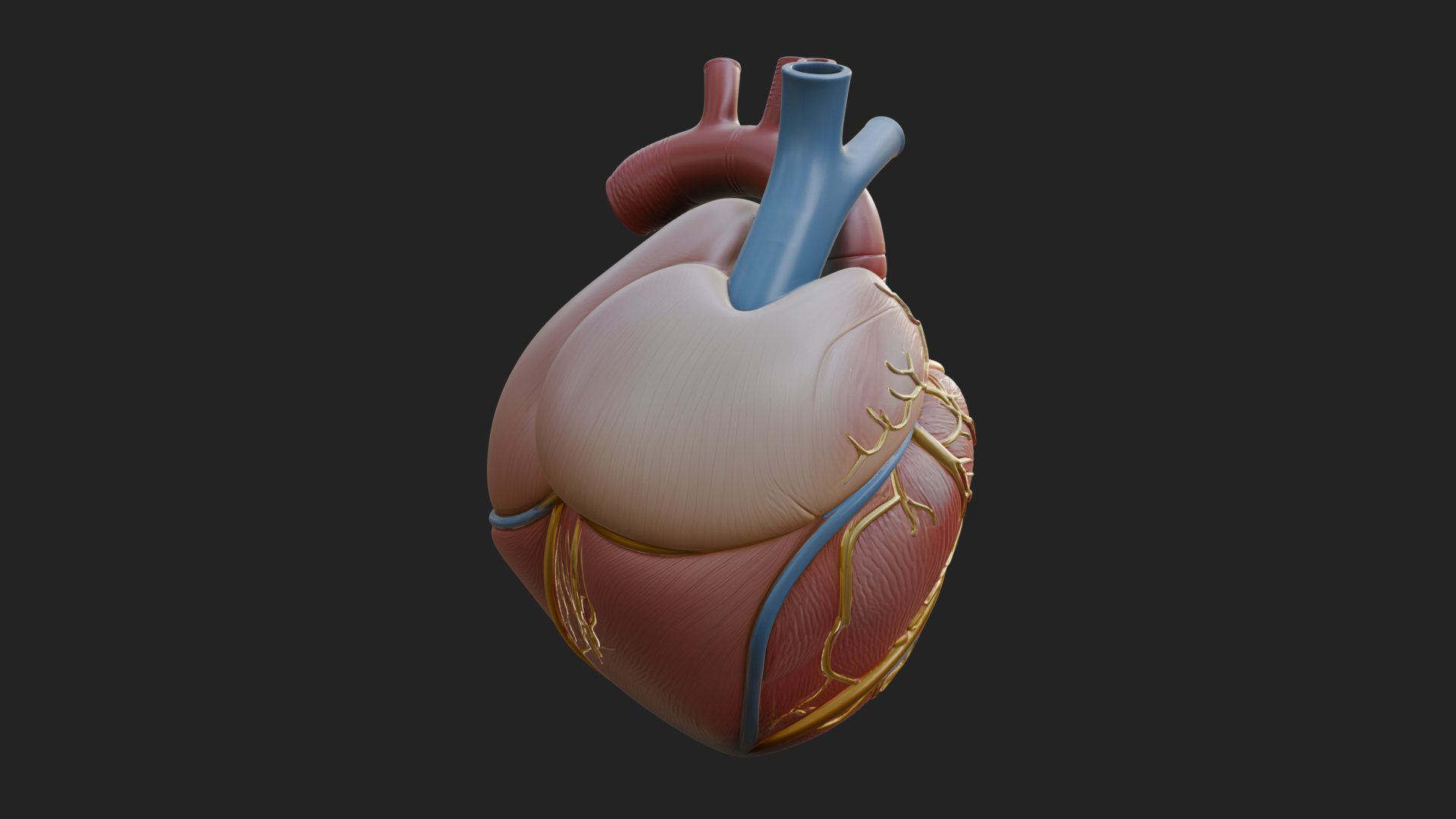 Anatomical Human Heart Model Design 9 3D Print Model 3D Model