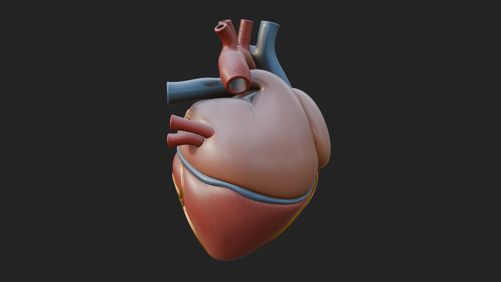 Anatomical Human Heart Model Design 9 3D Print Model 3D Model