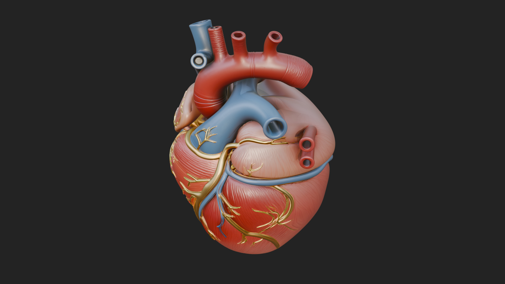 Anatomical Human Heart Model Design 9 3D Print Model 3D Model