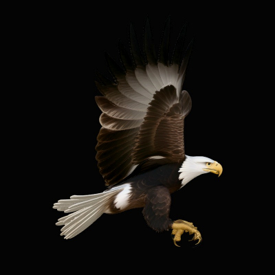 Bald Eagle in Flight Statue Design 3 3D Print Model