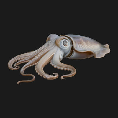 Cuttlefish Statue Design 4 3D Print Model