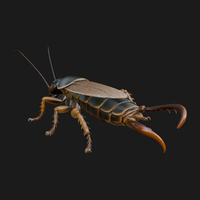 Earwig Statue Design 1 3D Print Model