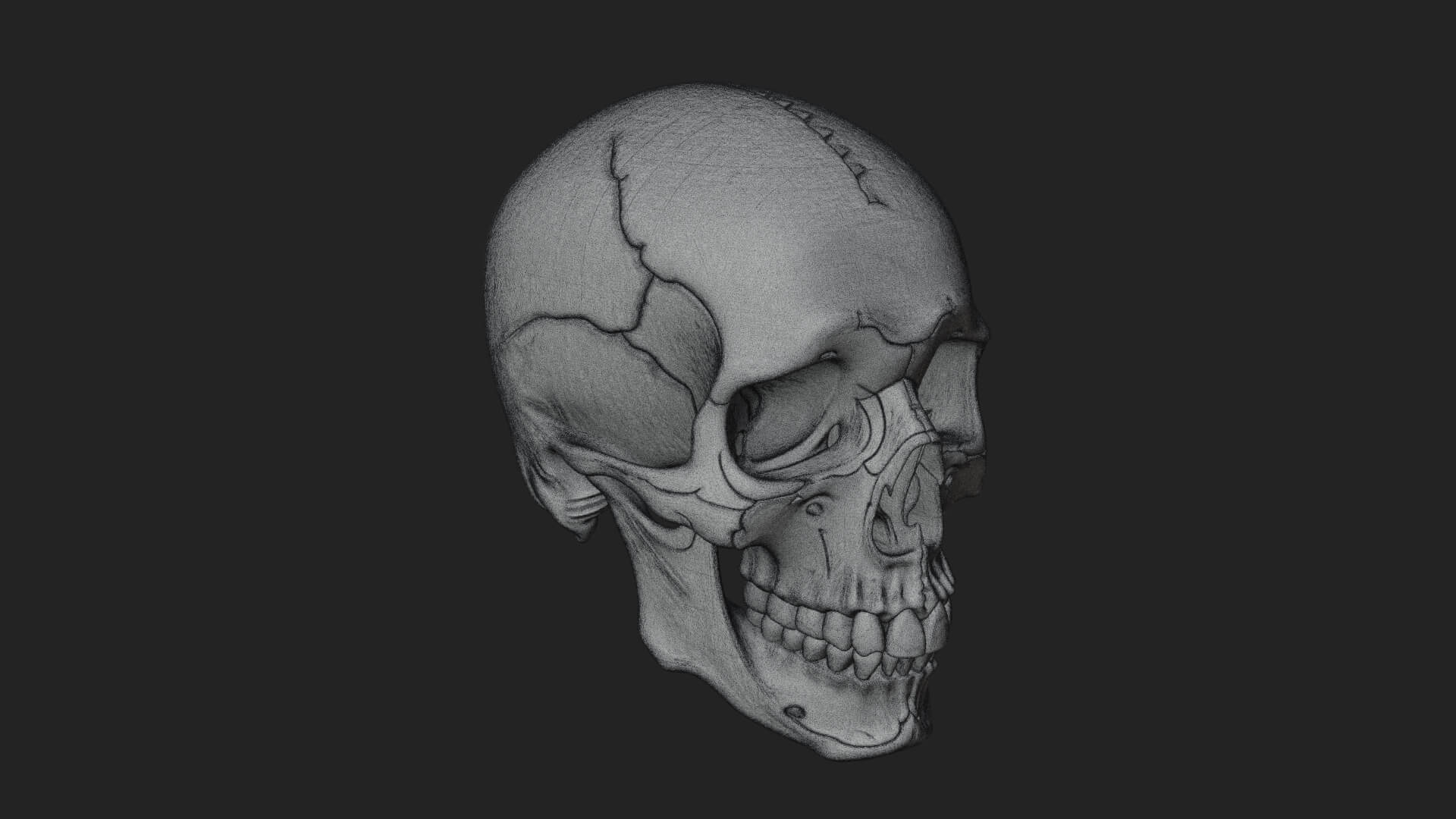Human Skull Statue Design 1 3D Print Model 3D Model