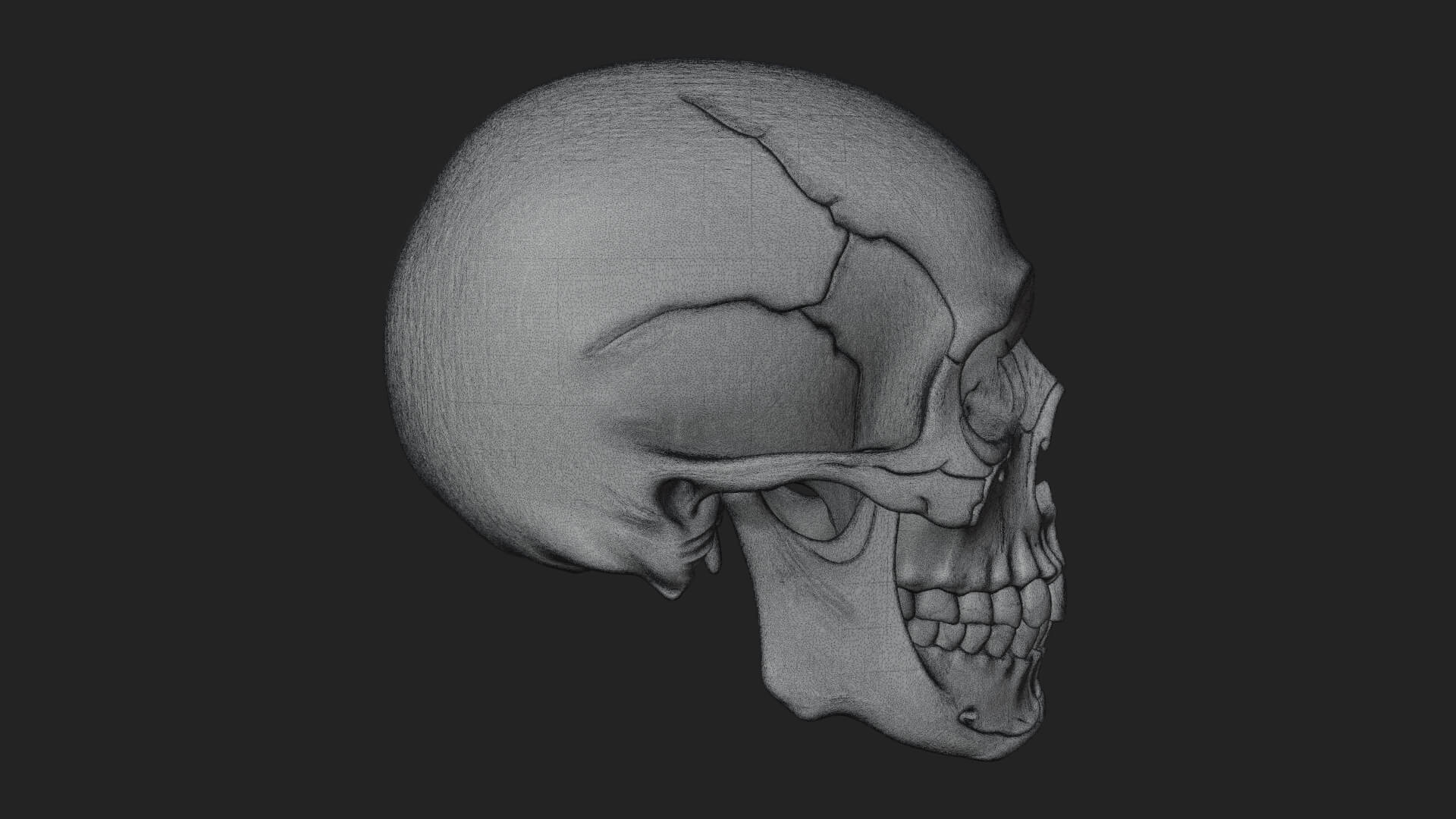 Human Skull Statue Design 1 3D Print Model 3D Model