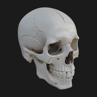 Human Skull Statue Design 1 3D Print Model