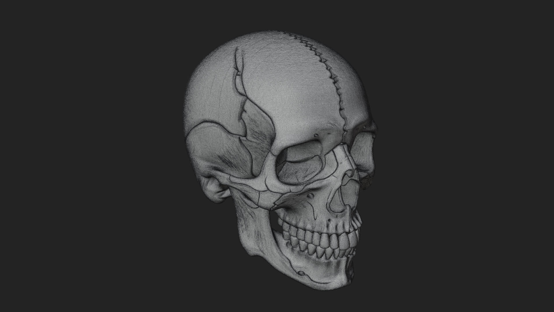 Human Skull Statue Design 3 3D Print Model 3D Model