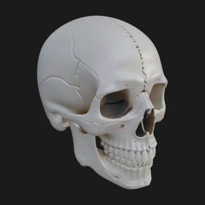 Human Skull Statue Design 3 3D Print Model