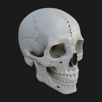 Human Skull Statue Design 5 3D Print Model