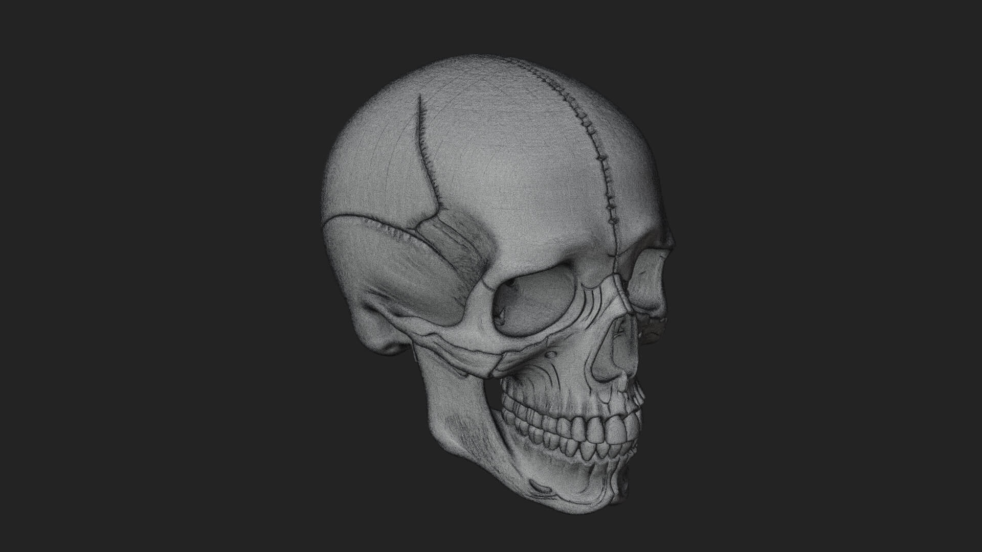 Human Skull Statue Design 6 3D Print Model 3D Model