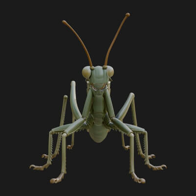 Katydid Statue Design 1 3D Print Model