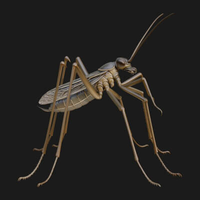 Long-Legged Fly Statue Design 1 3D Print Model