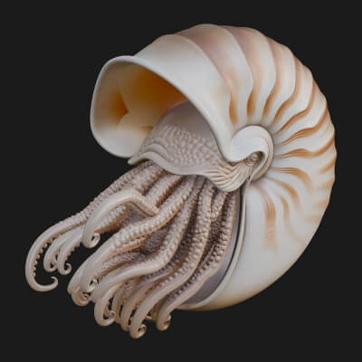 Nautilus Shell Statue Design 1 3D Print Model