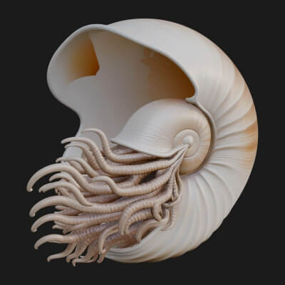 Nautilus Shell Statue Design 2 3D Print Model