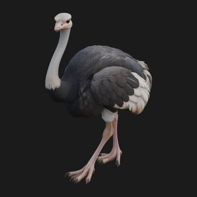 Ostrich Bird Statue Design 4 3D Print Model