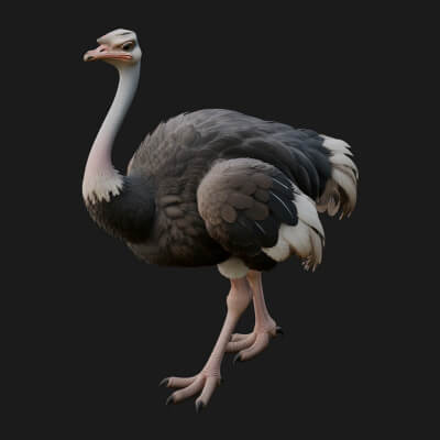 Ostrich Bird Statue Design 5 3D Print Model