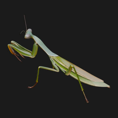 Praying Mantis Statue Design 12 3D Print Model