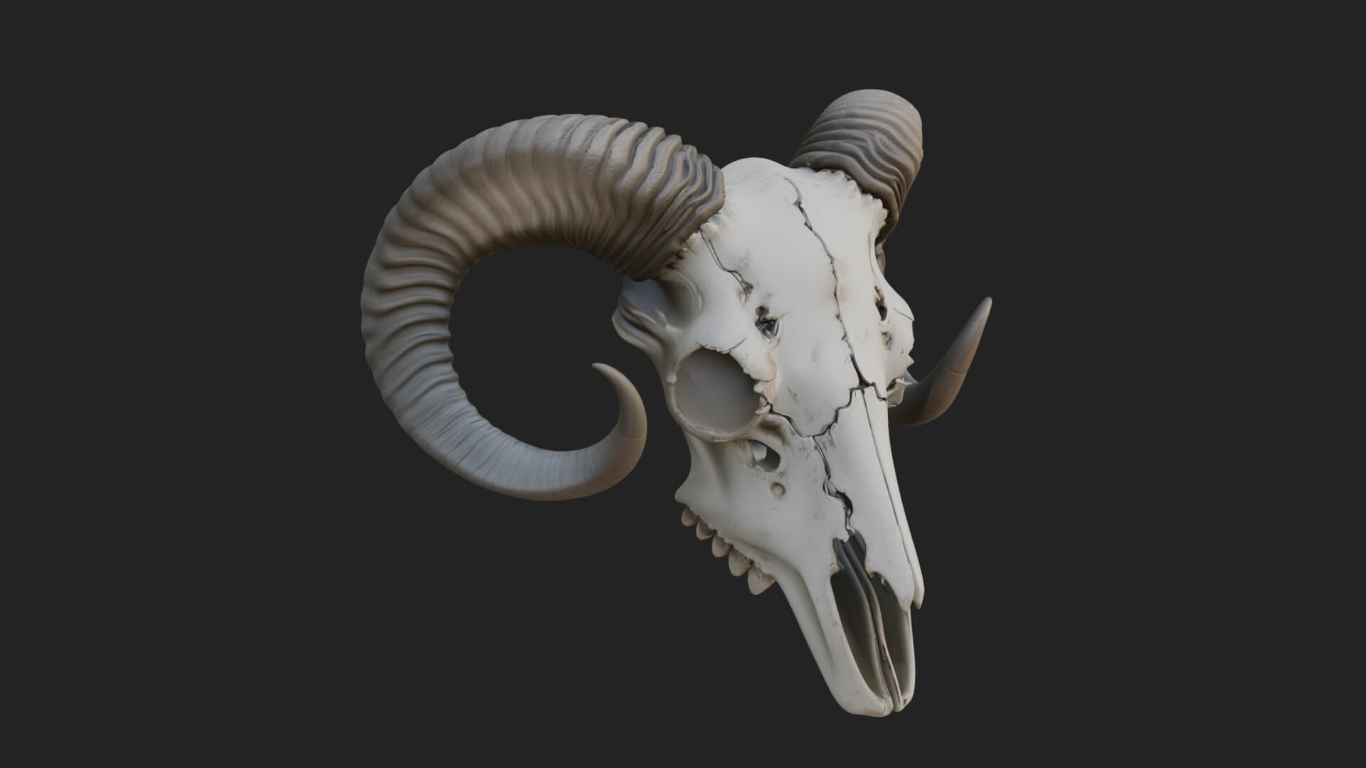 Ram Skull Wall Mount Design 11 3D Print Model 3D Model