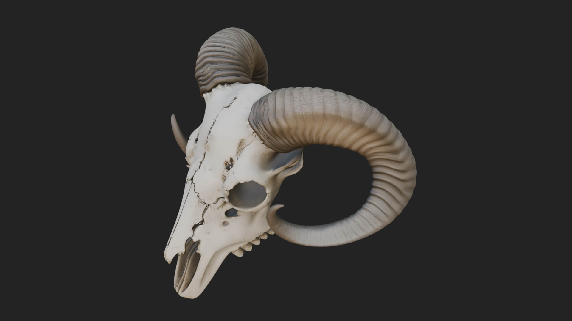 Ram Skull Wall Mount Design 11 3D Print Model 3D Model