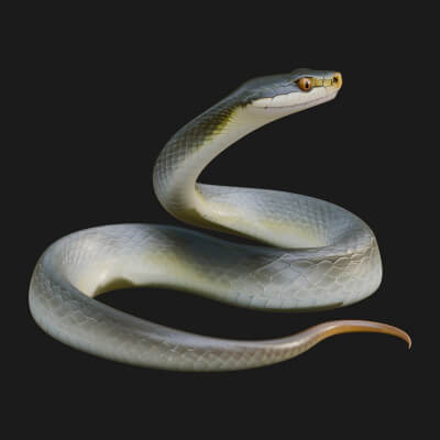 Rat Snake Statue Design 1 3D Print Model