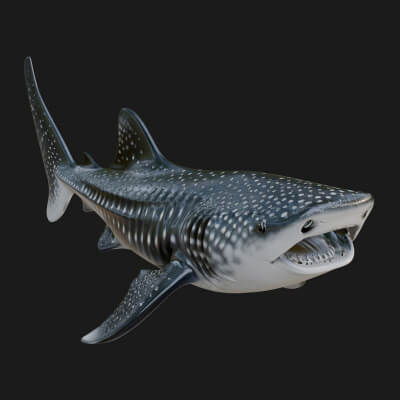 Shark Statue Design 6 3D Print Model