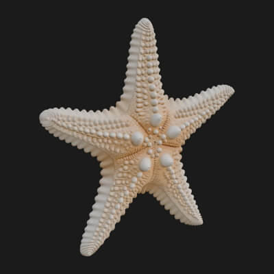 Starfish Statue Design 1 3D Print Model