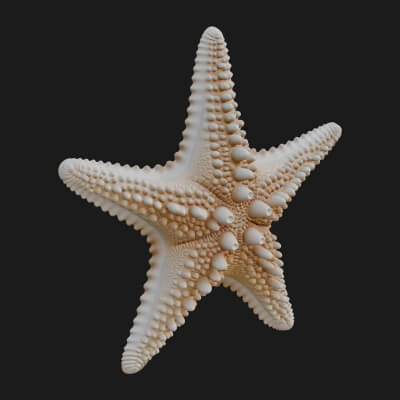 Starfish Statue Design 2 3D Print Model
