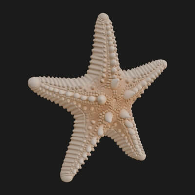 Starfish Statue Design 3 3D Print Model